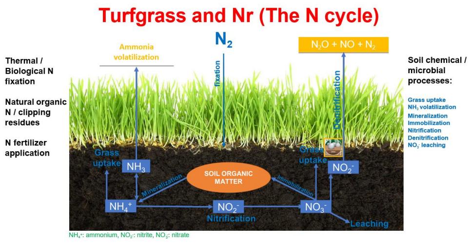 随着人工草坪的广泛使用，所施用的氮肥造成的效应值得关注
