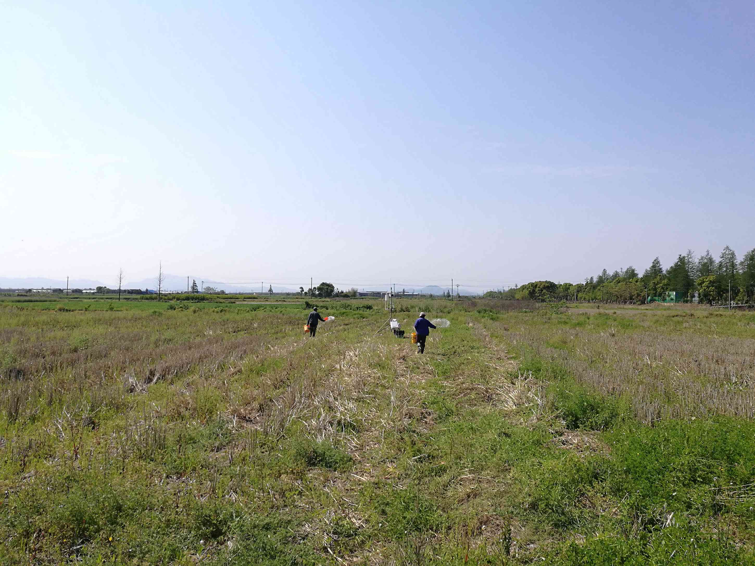 稻田施肥作业