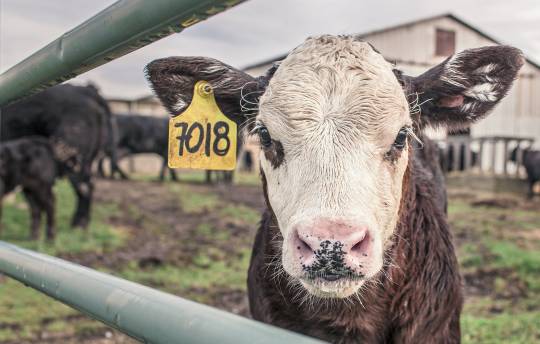 新西兰一项新的提案草案提出对羊和牛打嗝征税
